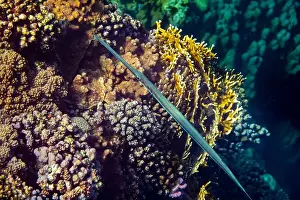 Red Sea Prints: Fistularia commersonii, Cornetfish, Egypt, Red Sea, Marsa Alam, Africa
