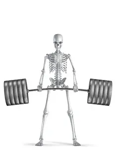 Barbell Prints: Fitness skeleton deadlift - 3D illustration of male human skeleton figure lifting heavy barbell isolated on white