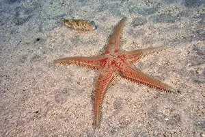 Echinoderm Prints: Five-armed red speckled starfish