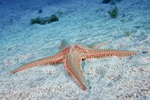 Echinoderm Prints: Five-armed starfish with a red spotted pattern