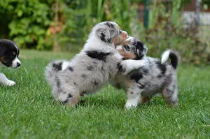 Whelps Prints: five, australia, dog, puppy, weeks, puppies, whelps, pupies, ball, five