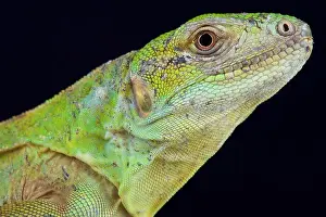 Ctenosaura Prints: Five-keeled spiny-tailed iguana (Ctenosaura quinquecarinata)