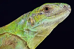 Ctenosaura Prints: Five-keeled Spiny-tailed Iguana ( Ctenosaura quinquecariniata)