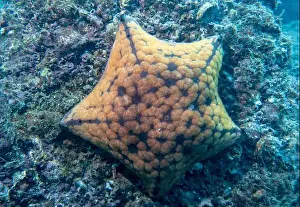 Fujairah Prints: A five-pointed orange-red starfish on a coral reef at the bottom of the Gulf of Oman in Fujairah