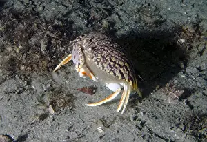 St Lucia Prints: A Flame Box Crab (Calappa flammea) in Florida, USA