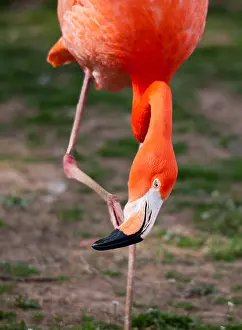 Flamingo staying on one leg looking down