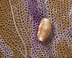 Seawater Prints: Flamingo tongue on purple fan coral
