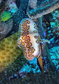 Sponges Prints: flamingo tongue snail, Cyphoma gibbosum is a species of small but brightly colored sea snail