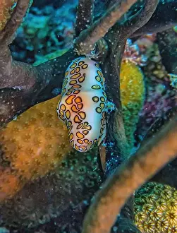 Sponges Prints: flamingo tongue snail, Cyphoma gibbosum is a species of small but brightly colored sea snail