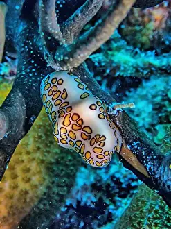 Sponges Prints: flamingo tongue snail, Cyphoma gibbosum is a species of small but brightly colored sea snail