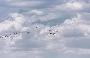 Big Blue Prints: flamingos and clouds in the sky