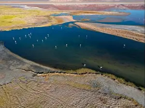 Flamingos in the colorful Laguna Carachi Pampa in the deserted highlands of northern Argentina - traveling