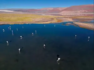 Flamingos in the colorful Laguna Carachi Pampa in the deserted highlands of northern Argentina - traveling