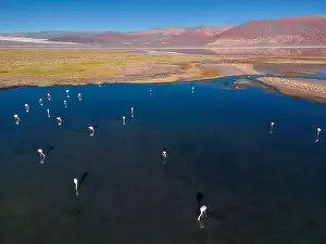 4x4 Off Road Prints: Flamingos in the colorful Laguna Carachi Pampa in the deserted highlands of northern Argentina - traveling