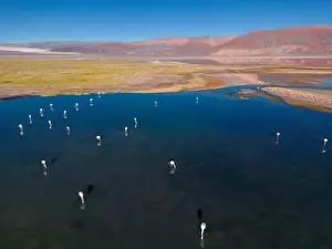 Flamingos in the colorful Laguna Carachi Pampa in the deserted highlands of northern Argentina - traveling
