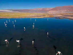 4x4 Off Road Prints: Flamingos in the colorful Laguna Carachi Pampa in the deserted highlands of northern Argentina - traveling