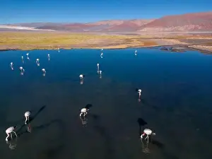 Flamingos in the colorful Laguna Carachi Pampa in the deserted highlands of northern Argentina - traveling