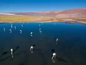 4x4 Off Road Prints: Flamingos in the colorful Laguna Carachi Pampa in the deserted highlands of northern Argentina - traveling