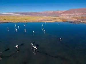 4x4 Off Road Prints: Flamingos in the colorful Laguna Carachi Pampa in the deserted highlands of northern Argentina - traveling