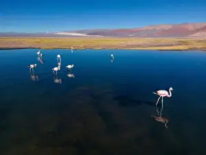 Flamingos in the colorful Laguna Carachi Pampa in the deserted highlands of northern Argentina - traveling