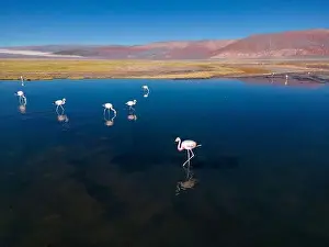 4x4 Off Road Prints: Flamingos in the colorful Laguna Carachi Pampa in the deserted highlands of northern Argentina - traveling
