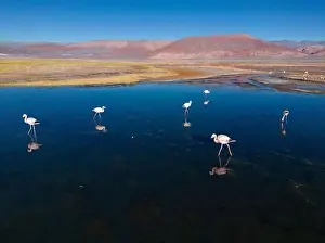 4x4 Off Road Prints: Flamingos in the colorful Laguna Carachi Pampa in the deserted highlands of northern Argentina - traveling