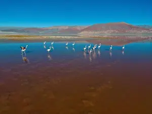 4x4 Off Road Prints: Flamingos in the colorful Laguna Carachi Pampa in the deserted highlands of northern Argentina - traveling