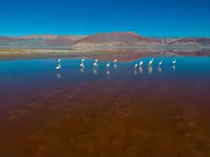 4x4 Off Road Prints: Flamingos in the colorful Laguna Carachi Pampa in the deserted highlands of northern Argentina - traveling