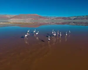 4x4 Off Road Prints: Flamingos in the colorful Laguna Carachi Pampa in the deserted highlands of northern Argentina - traveling