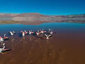 4x4 Off Road Prints: Flamingos in the colorful Laguna Carachi Pampa in the deserted highlands of northern Argentina - traveling