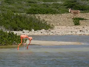 Salt Lake Prints: Flamingo's and a donkey foraging in a salt pan on the tropical island of Bonaire