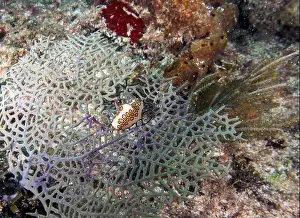 Dominican Republic Prints: A Flamingos Tongue snail (Cyphoma gibbosum) in Punta Cana, Dominican Republic