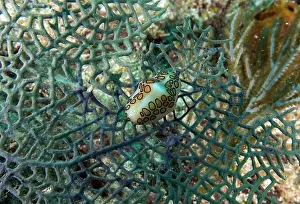 Dominican Republic Prints: A Flamingos Tongue snail (Cyphoma gibbosum) in Punta Cana, Dominican Republic