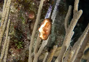 Dominican Republic Prints: A Flamingos Tongue snail (Cyphoma gibbosum) in Punta Cana, Dominican Republic