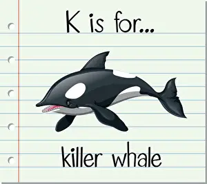 Primary Prints: Flashcard letter K is for killer whale