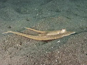 Camouflages Prints: Flat lying marbled octopus (Amphioctopus aegina) with long tentacles on the sandy bottom
