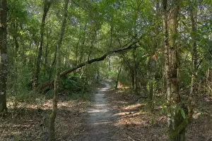 Hours Prints: Flatwoods Conservation Park City of Tampa Hillsboro County Florida Recreation