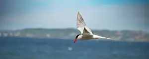 Fearless Prints: Flitting The Common Tern (Sterna hirundo) on blue sky background