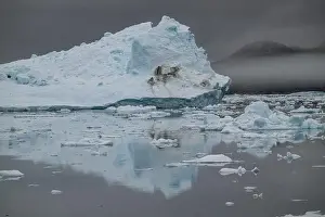 Polar Regions Prints: Floating iceberg near the Eqi glacier