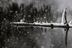 Snowstorm Prints: Floating log in a lake on a snowy day on the Olympic Peninsula, Washington State, USA