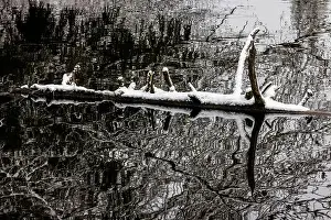 Snowstorm Prints: Floating log in a lake on a snowy day on the Olympic Peninsula, Washington State, USA