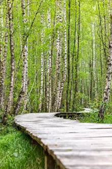 Nature Trail Prints: Floating path, a footbridge leads past young birch trees (Betula) through a forest