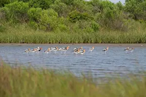 Recurvirostra Prints: The flock of American avocets feeding in a tidal marsh, Galveston, Texas