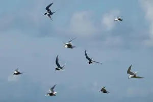 Orkney Prints: Flock of Arctic Tern (Sterna paradisaea) in flight, Orkney, Scotland