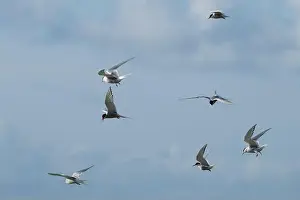 Orkney Prints: Flock of Arctic Tern (Sterna paradisaea) in flight, Orkney, Scotland