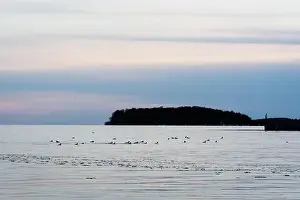Calming Prints: A flock of bird feed in the water on lake Simcoe during a spring sunset