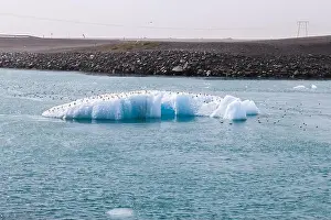 Jokulsarlon Prints: Flock of birds perching on iceberg floating in jokulsarlon glacier lagoon, iceland