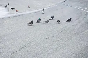 Canadian North Prints: Flock of birds at Waterford Green park in Miramichi, New Brunswick, Canada