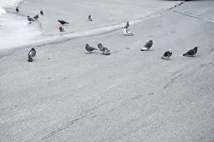 Canadian North Prints: Flock of birds at Waterford Green park in Miramichi, New Brunswick, Canada