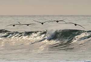 Calming Prints: A flock of Brown Pelican ride the crest of a wave